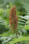 Smooth sumac